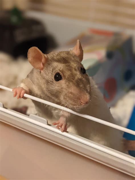 Basil’s BeansWatch Final Update: henlo all! The vet confirmed basil is ...