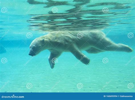 Polar Bear Swims Under Water. Stock Photo - Image of pool, mammals: 160695994