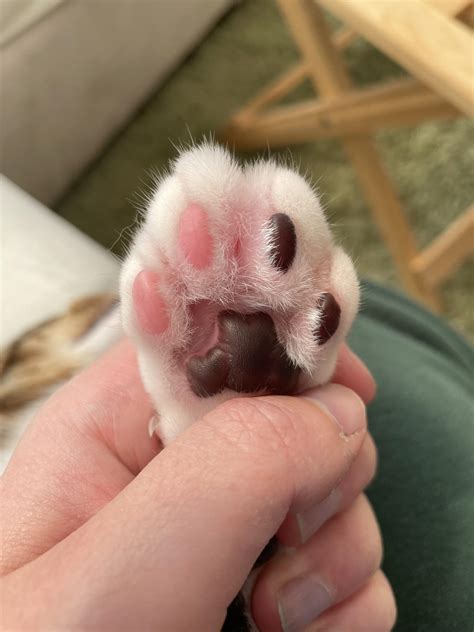 What Do You Do For A Bee Sting On A Dogs Paw