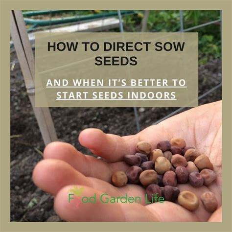 How to Direct Sow Seeds (And When Not To) — Food Garden Life: Edible ...