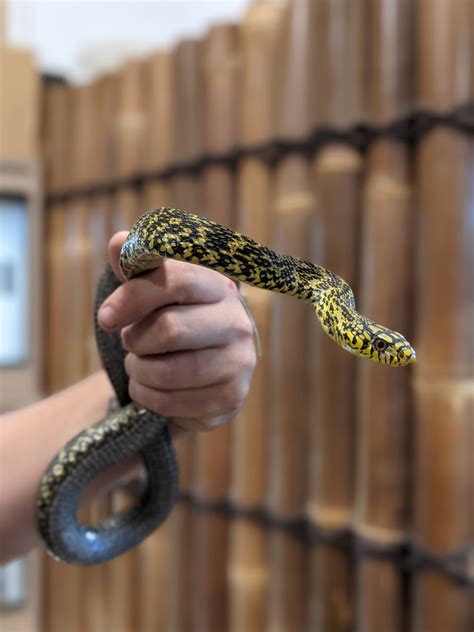 King Rat Snake 2.0 Other Rat Snake by Rainforest Exotics - MorphMarket