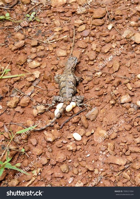 Western Fence Lizard Eggs Lizards Of Los Padres National Forest | Los
