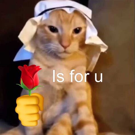 Cat memes on Instagram: “classic habibi cat meme 🛐” | Cute memes, Cat ...