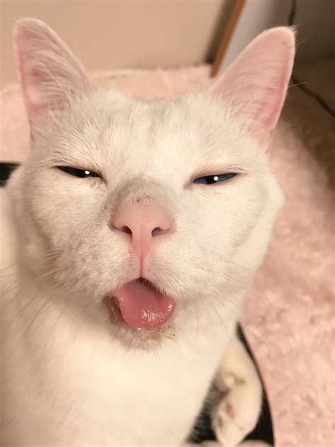 Funny cat faces, Cute animals, Cat pics