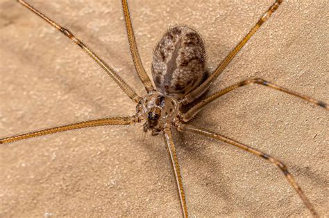 10 Common Brown Spiders in California - A-Z Animals
