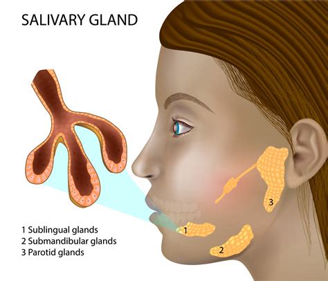 Salivary Glands | Richmond ENT