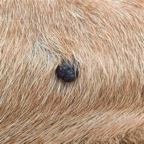 My dog has a large dark lump on her leg. Could it be skin cancer, or ...