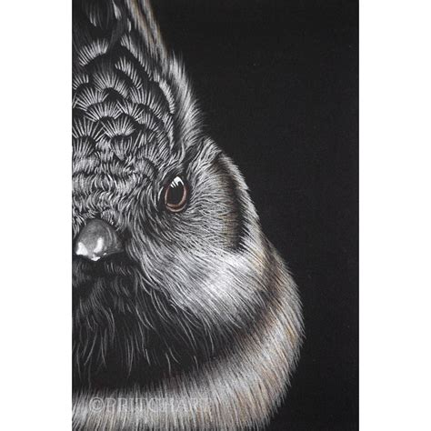 Great British Tits | Shop | Pritch Art