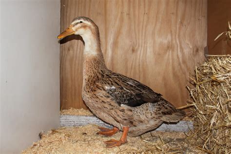 Silver Appleyard Ducks