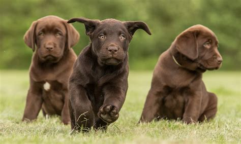 How Long Do Chocolate Labradors Live