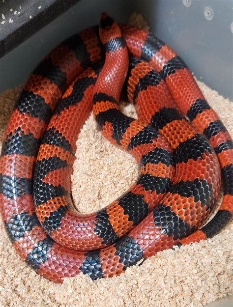 Tangerine Honduran Milk Snake by Infrared Reptiles - MorphMarket
