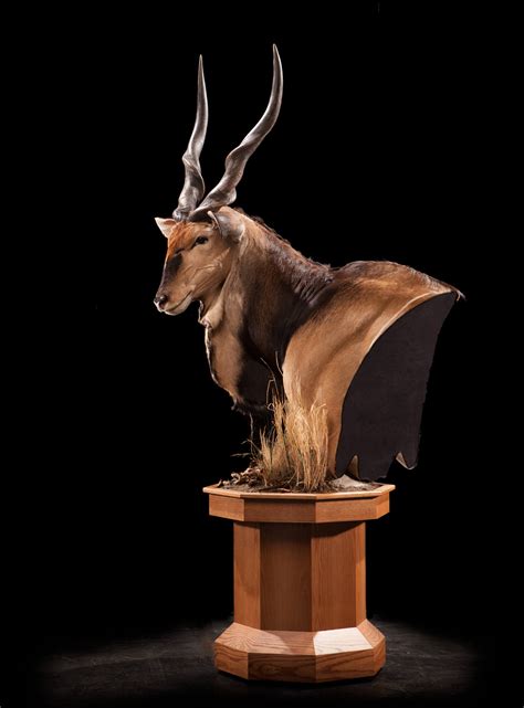 Lord Derby Eland EL101 : Our Work | Kanati Studio