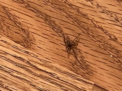 Triangulate Cobweb Spider??? (not the best pic) : r/spiders