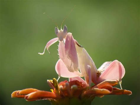 What Are Baby Praying Mantis Called at Merrill Lavallee blog