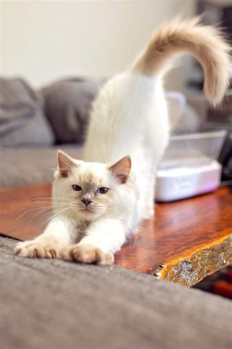 This is Gracie we got her almost 6 weeks ago! : r/ragdolls