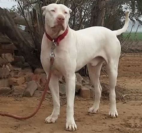 Types of Bully Kutta: Dog Breed Information - HubPages