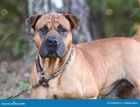 Pitbull Mix With Bullmastiff