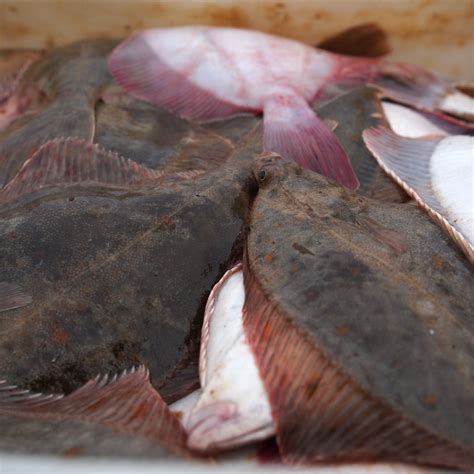 Top Cooking Techniques for Perfectly Cooked Petrale Sole – Expert Tips