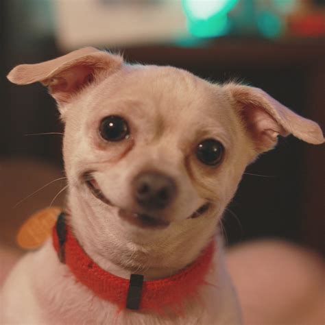 Smiling Dog Face Meme