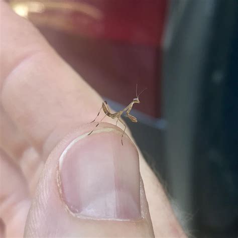🔥 Baby Praying Mantis 🔥 : r/NatureIsFuckingLit