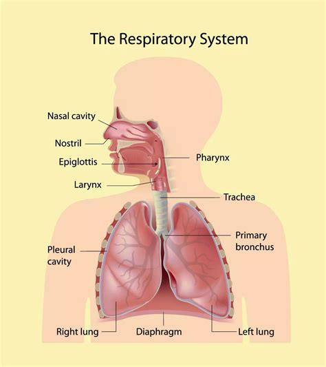Respiratory System For Kids Labeled Respiratory System Bundle: