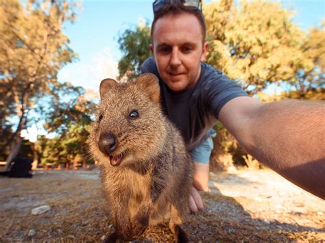 Quokkas Pronunciation