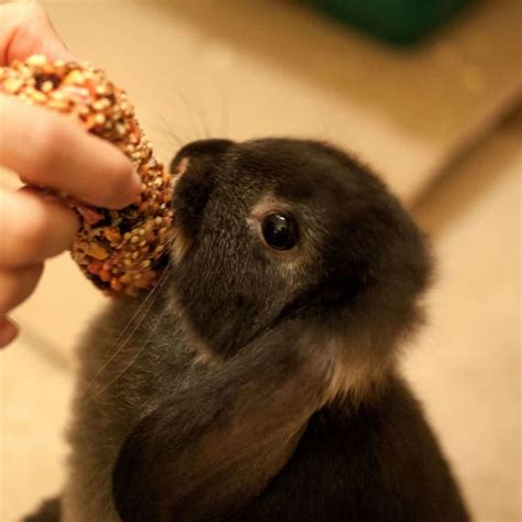 Names For Black Rabbits - 436 Black Bunny Names.