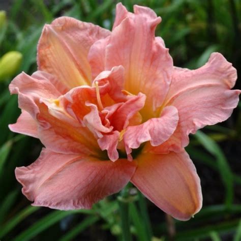 Happy Returns Daylily | Excellent Rebloomer | Oakes Daylilies