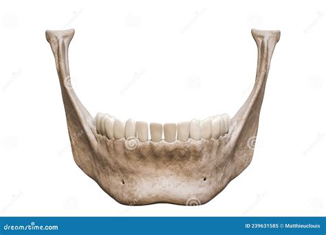 Human Jawbone