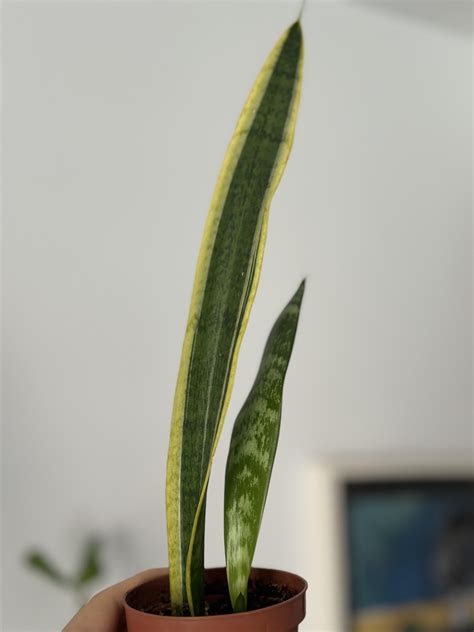 How Plants Look Like Their Parents: 3 Key Relationship Signs