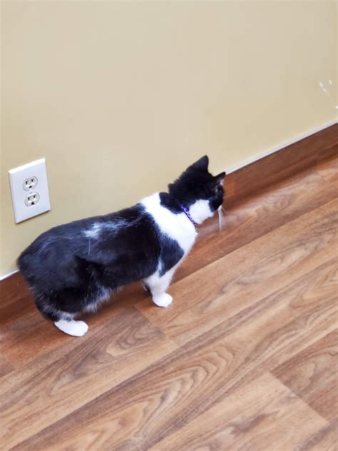 INVER GROVE HEIGHTS ANIMAL HOSPITAL - Inver Grove Heights MN - Hours ...