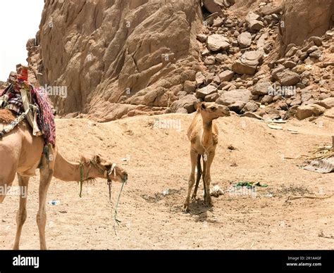 Two beautiful camel resting in the parking lot, halted with humps on ...