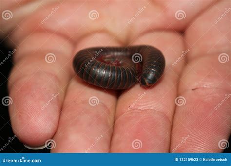 American Giant Millipede Narceus Americanus in Ontario Canada Stock ...