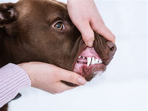 Pitbull Teeth Chart