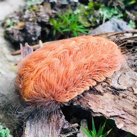 How To Get Rid Of Asp Caterpillar In The Garden | PlantCareToday.com