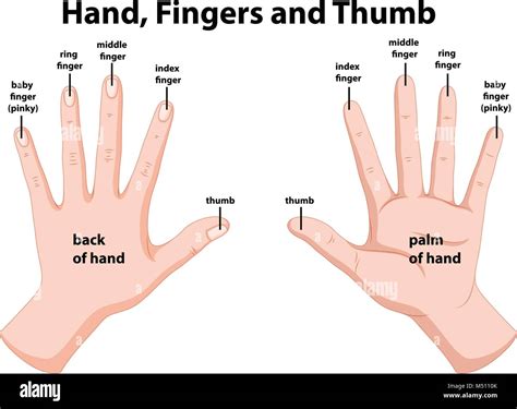 Diagram showing human hands illustration Stock Vector Image & Art - Alamy