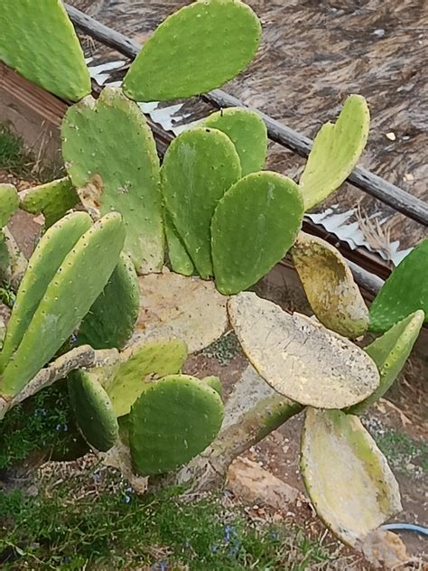 Opuntia ficus-indica (L.) Mill.