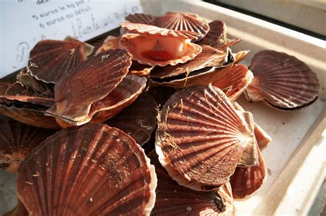 What does a sea scallop eat? [2025] | QAQooking.wiki