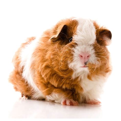 Wooly Guinea Pig 1ea | Pet Supermarket