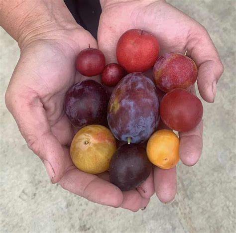 What are Cider Co-Ferments?