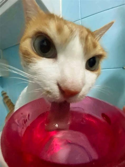 Dumb Cats, Stupid Cat, Funny Cute Cats, Silly Cats, Cats And Kittens, Baby Animals, Funny ...