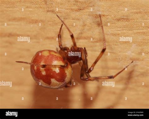 Triangulate Combfoot (Steatoda triangulosa Stock Photo - Alamy