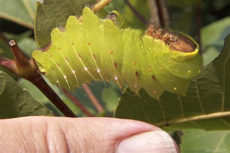 Polyphemus Moth Caterpillar Size