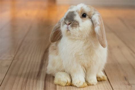 What is the best flooring for rabbits? - My Free Roam Rabbit