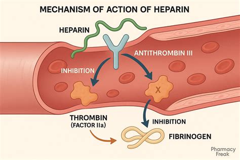 Mechanism Of Heparin