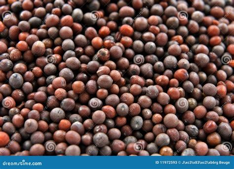 Brown Mustard Seeds are Round Seed Stock Image - Image of fresh ...