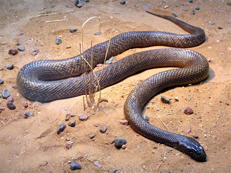 Types of Snakes in Australia | STC