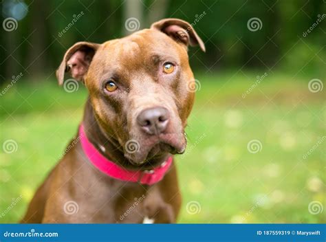 A Pit Bull Terrier X Labrador Retriever Mixed Breed Dog Looking Stock ...
