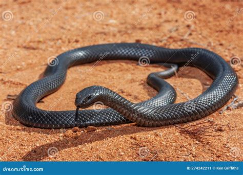 Blue-bellied Black Snake stock image. Image of elapid - 274242211