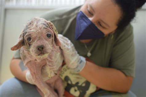 Rescued Dogs from Jackson County Arrive at OHS | Oregon Humane